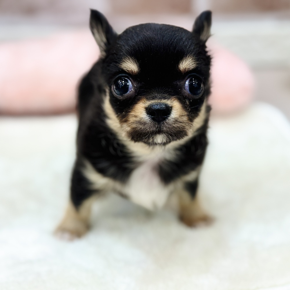 三重県のチワワ(ロング) (犬の家＆猫の里三重桑名店/2026年1月18日生まれ/女の子/ブラックタン)の子犬の1枚目の画像