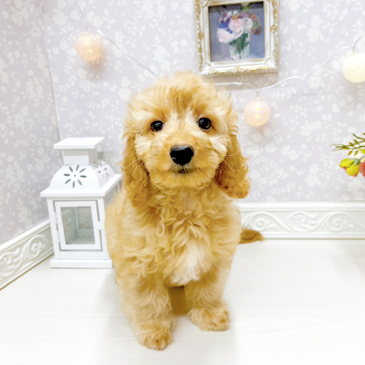 富山県のダップー(ダックス×プードル) (犬の家＆猫の里アミーゴ山室店/2026年1月19日生まれ/男の子/ゴールド)の子犬の1枚目の画像