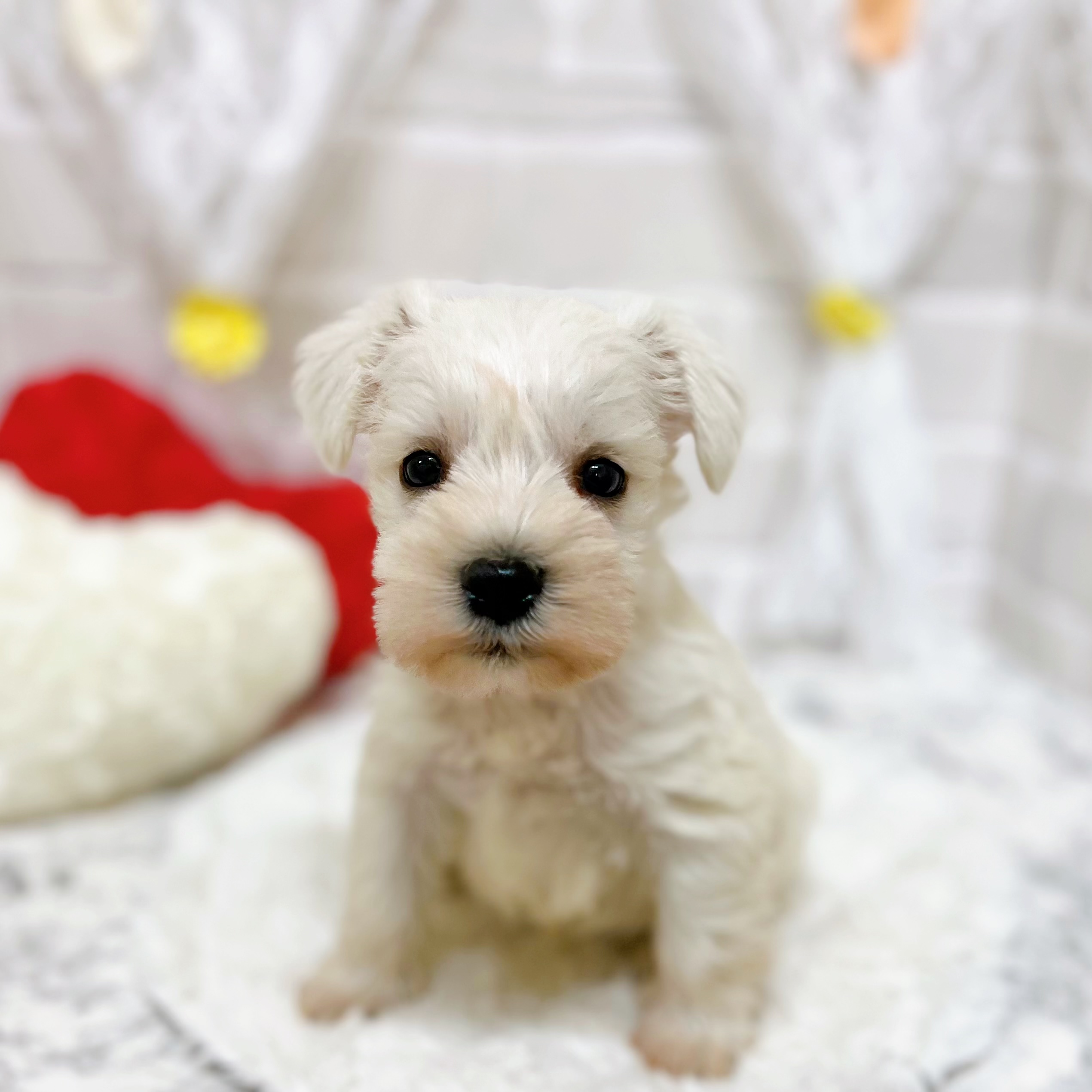 京都府のミニチュアシュナウザー (犬の家＆猫の里京都精華店/2026年1月25日生まれ/男の子/ホワイト)の子犬の1枚目の画像