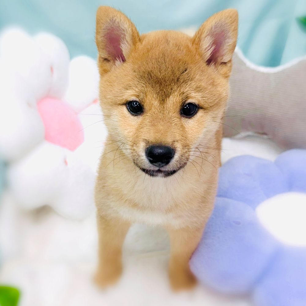 愛知県の柴犬(標準サイズ) (犬の家＆猫の里愛知刈谷店/2026年1月23日生まれ/女の子/赤)の子犬の1枚目の画像