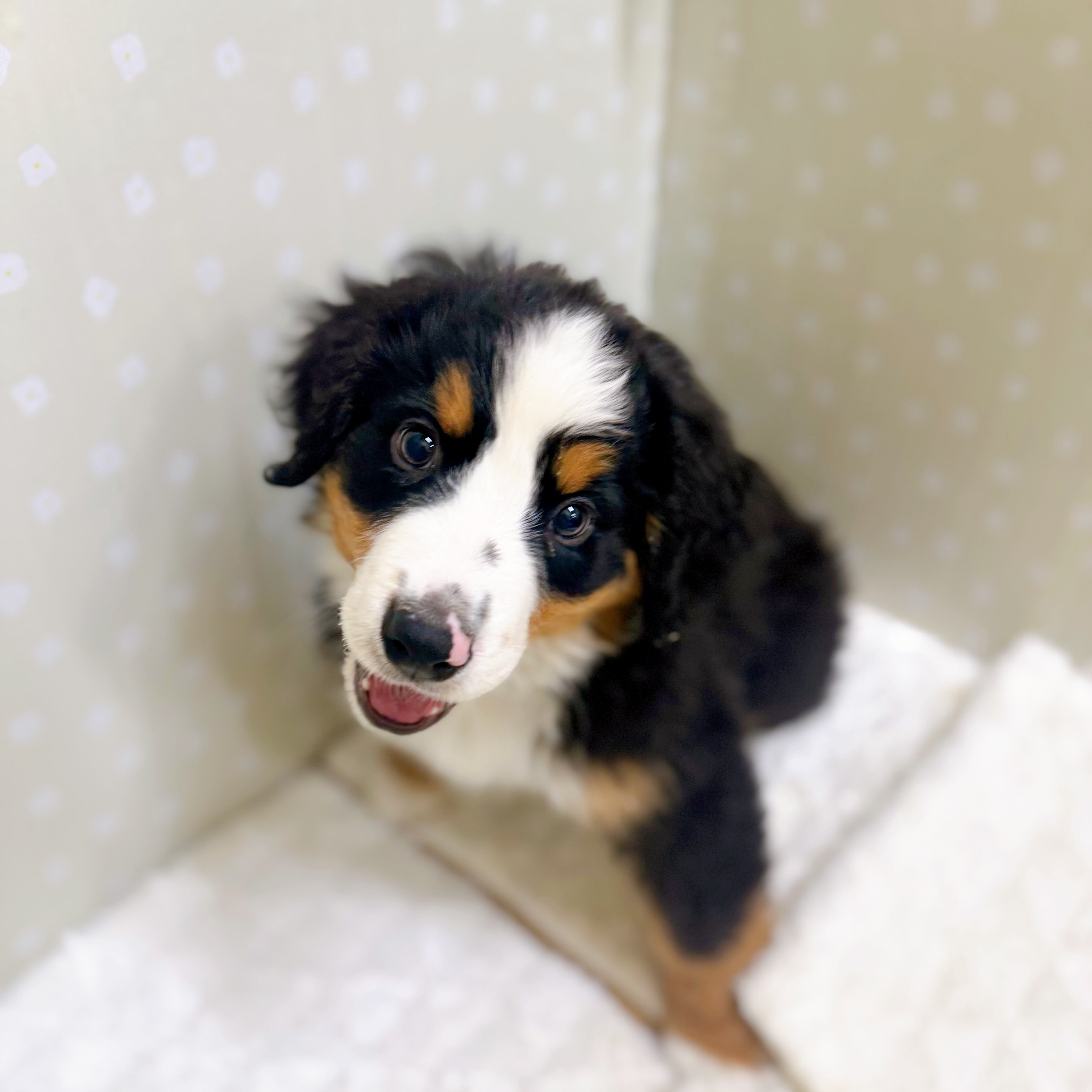 愛知県のバーニーズマウンテンドッグ (犬の家＆猫の里安城店/2026年1月24日生まれ/男の子/ブラックラストホワイト)の子犬の1枚目の画像
