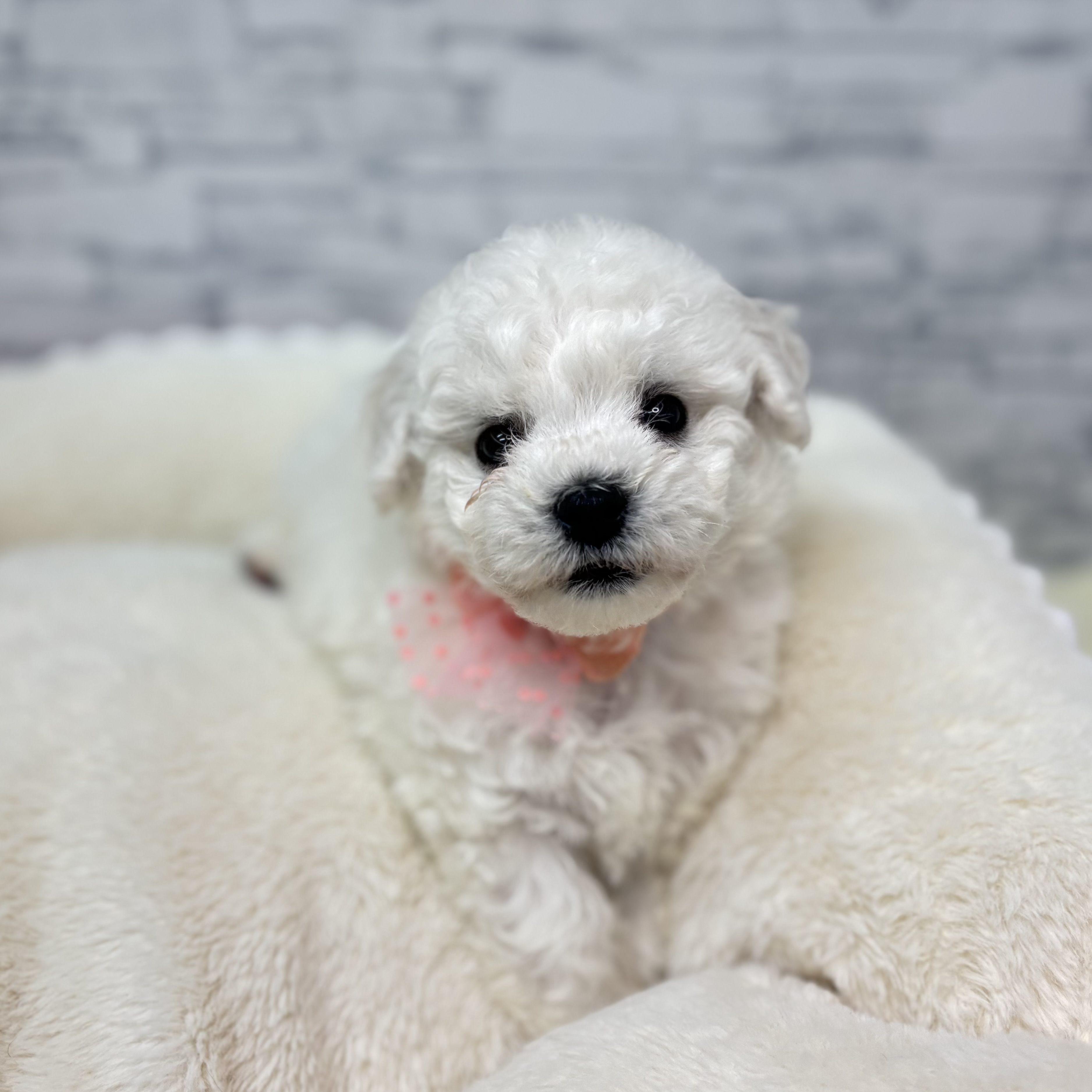 長野県のビションフリーゼ (犬の家＆猫の里長野店/2026年1月27日生まれ/男の子/ホワイト)の子犬の1枚目の画像