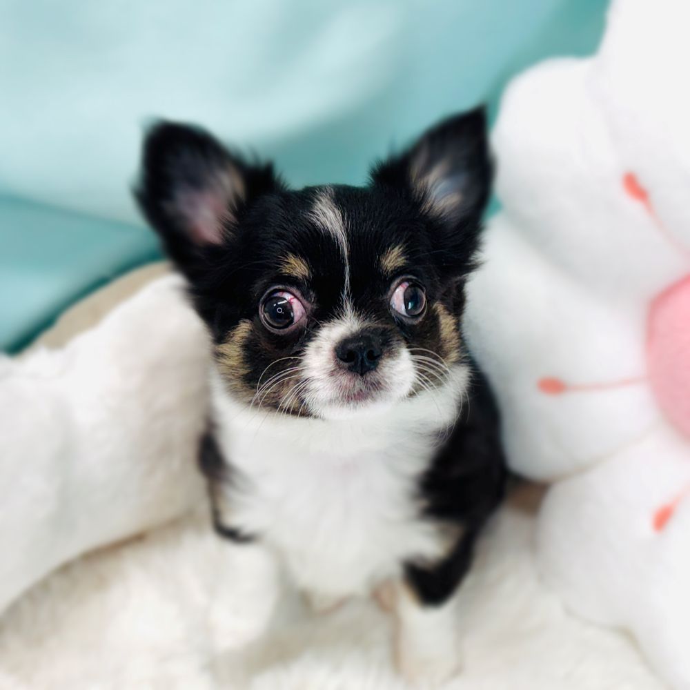 愛知県のチワワ(ロング) (犬の家＆猫の里愛知刈谷店/2026年1月25日生まれ/女の子/ブラックタンホワイト)の子犬の1枚目の画像