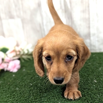 神奈川県のカニンヘンダックスフンド(ロング) (犬の家＆猫の里小田原店/2026年1月25日生まれ/女の子/ゴールド)の子犬の1枚目の画像