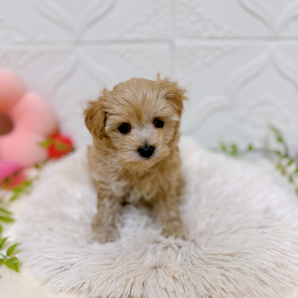 愛知県のマルプー(マルチーズ×プードル) (犬の家＆猫の里岡崎店/2026年1月24日生まれ/男の子/アプリコット)の子犬の1枚目の画像