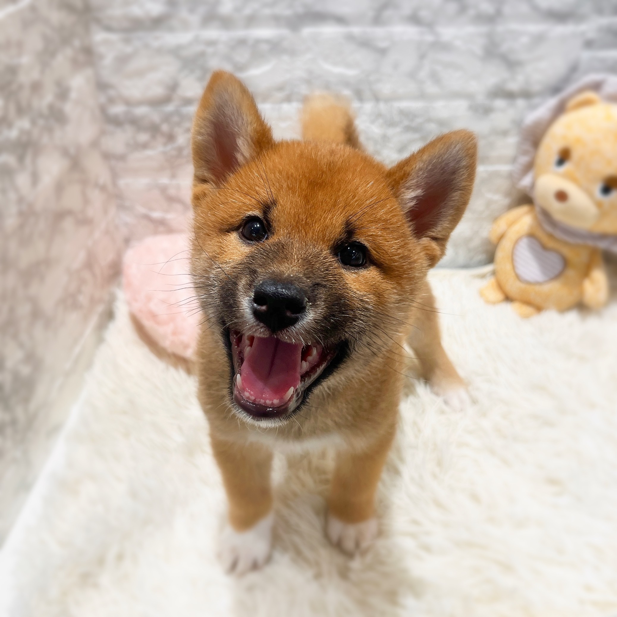 愛知県の柴犬(標準サイズ) (犬の家＆猫の里MiO香久山店/2026年1月25日生まれ/男の子/赤)の子犬の1枚目の画像