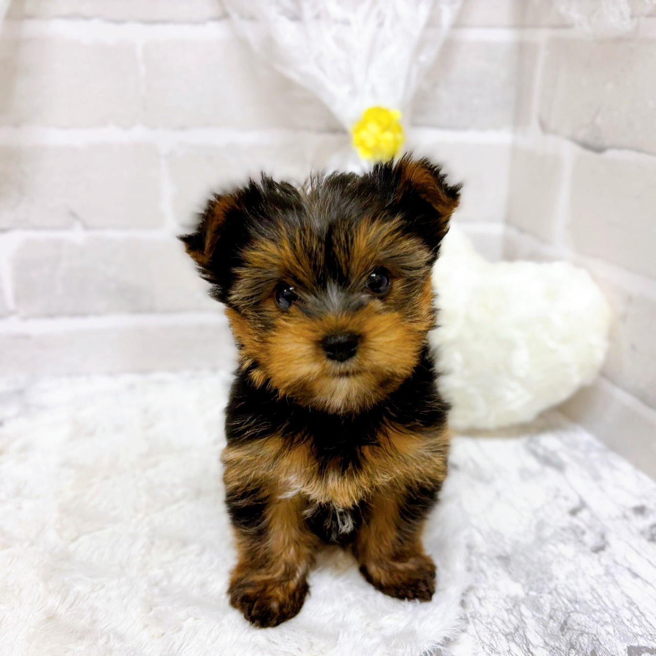 京都府のヨークシャーテリア (犬の家＆猫の里京都精華店/2026年1月28日生まれ/女の子/スチールブルータン)の子犬の1枚目の画像