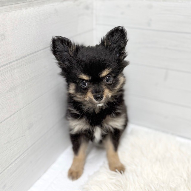 愛知県のチワワ(ロング) (犬の家＆猫の里豊田店/2026年1月31日生まれ/男の子/ブラックタンホワイト)の子犬の1枚目の画像