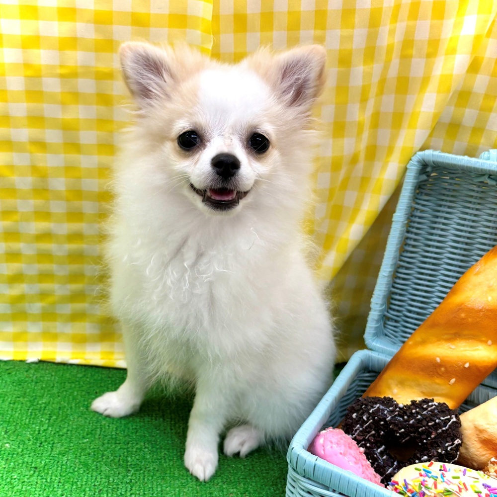 愛知県のポメチワ/チワポメ/ポメチー(ポメラニアン×チワワ) (犬の家＆猫の里名古屋天白店/2026年1月31日生まれ/女の子/ホワイトクリーム)の子犬の1枚目の画像