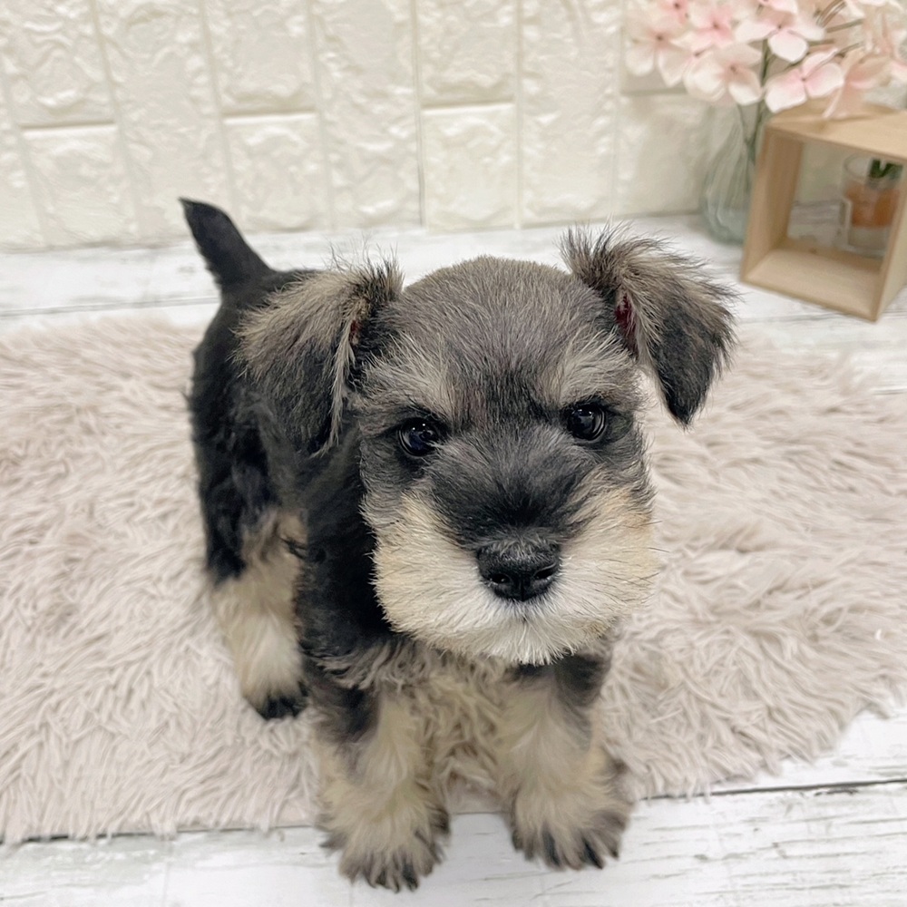 ミニチュアシュナウザー男の子の写真