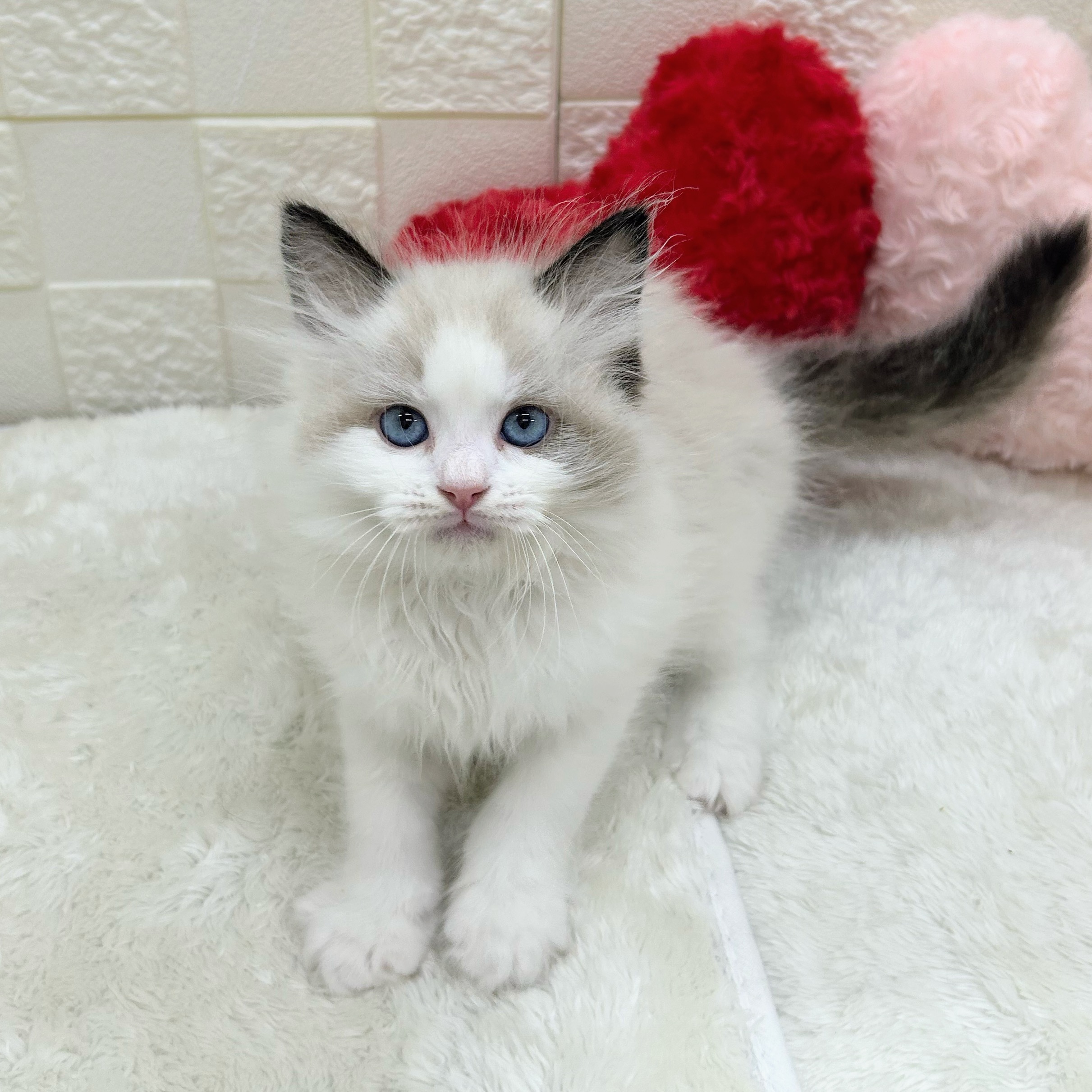 愛知県のラグドール (犬の家＆猫の里アミーゴ神の倉店/2026年2月1日生まれ/男の子/シールポイントバイカラー)の子猫の1枚目の画像