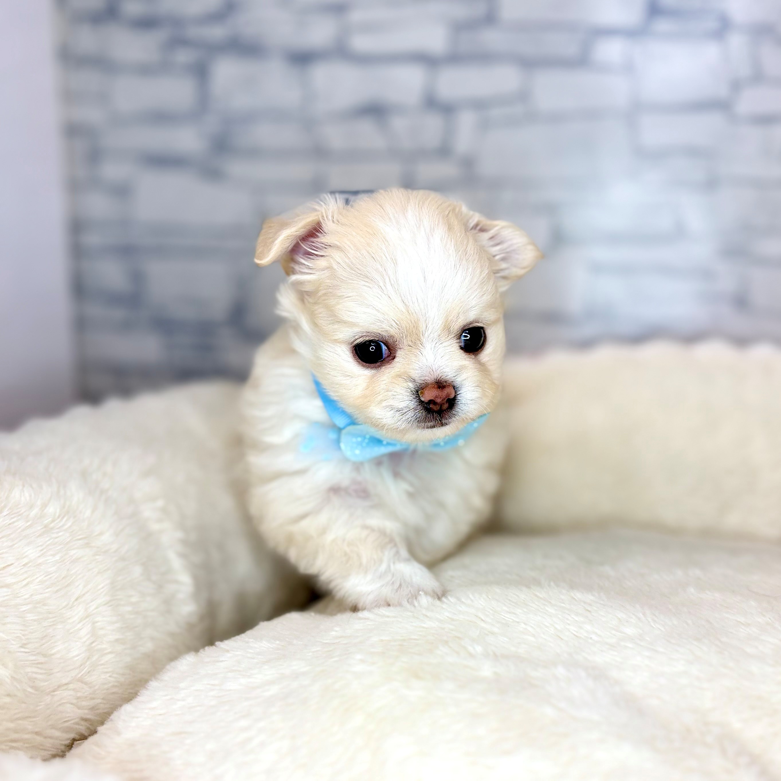 長野県のチワワ(ロング) (犬の家＆猫の里長野店/2026年2月3日生まれ/男の子/クリーム)の子犬の1枚目の画像