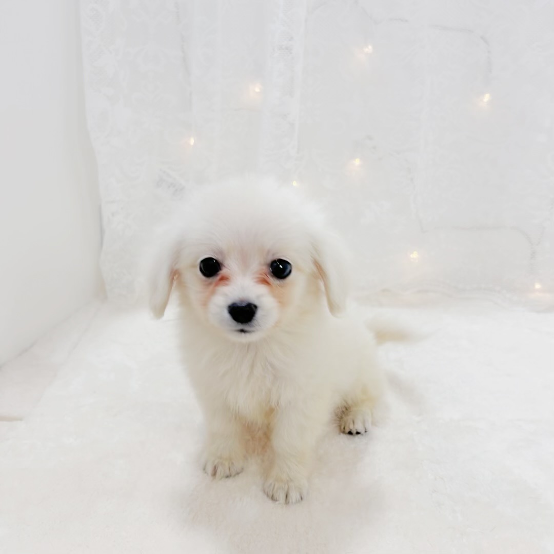 ハーフ犬女の子の写真