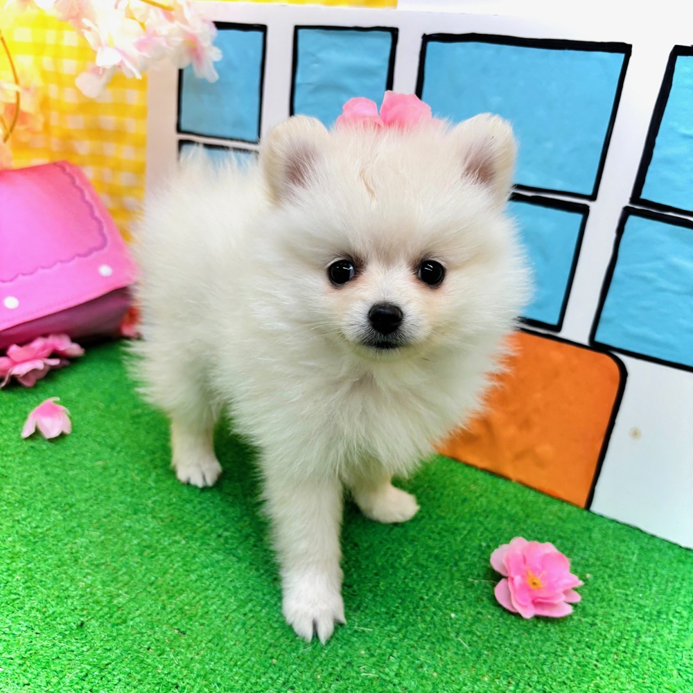 愛知県のポメラニアン (犬の家＆猫の里名古屋天白店/2026年2月4日生まれ/女の子/クリーム)の子犬の1枚目の画像