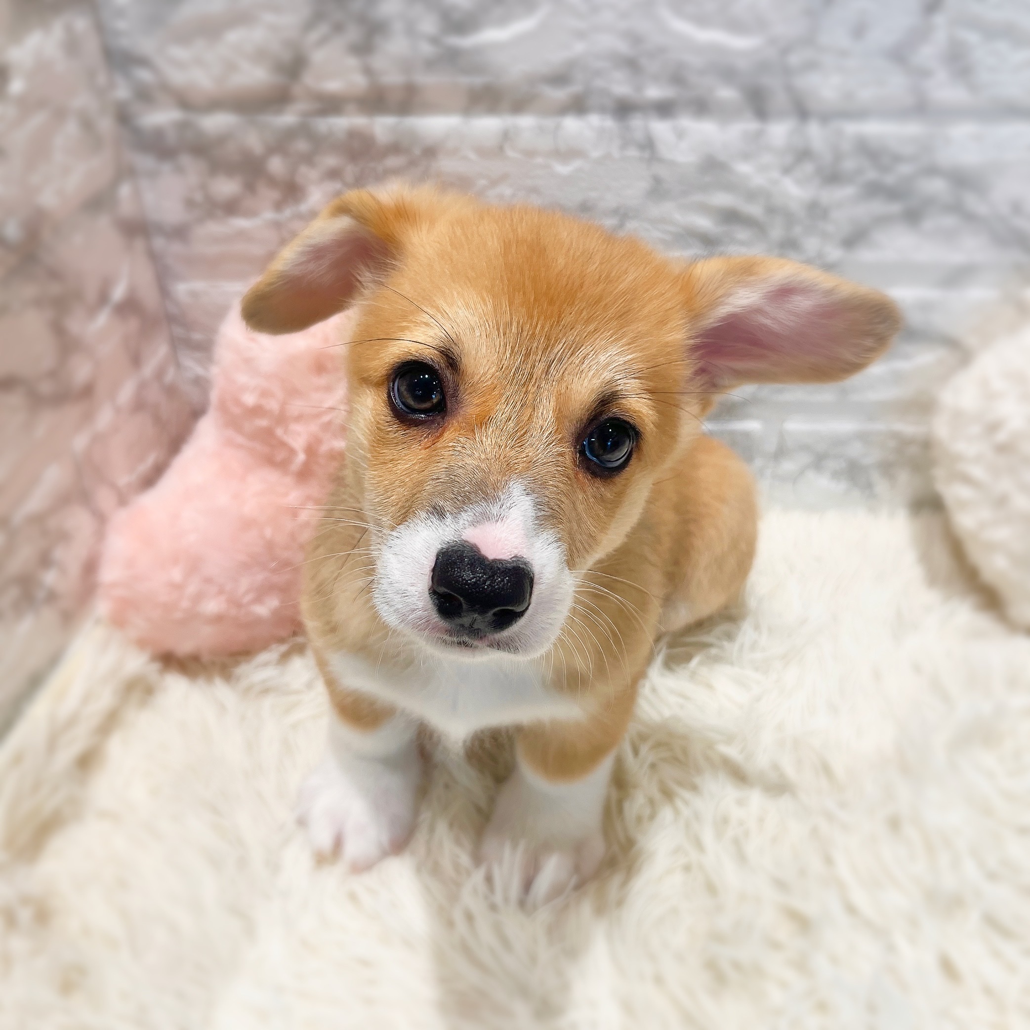 愛知県のウェルシュコーギーペンブローク (犬の家＆猫の里MiO香久山店/2026年2月4日生まれ/女の子/レッドホワイト)の子犬の1枚目の画像