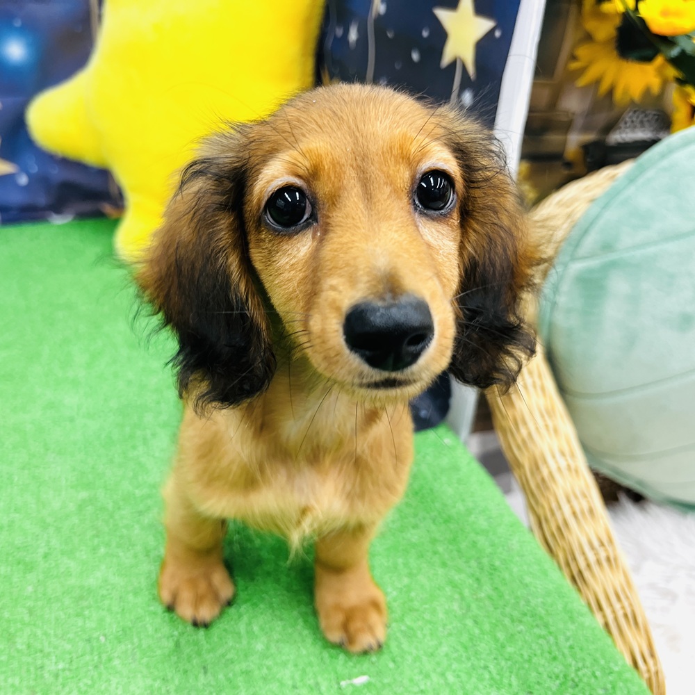 愛知県のミニチュアダックスフンド(ロング) (犬の家＆猫の里名古屋天白店/2025年4月15日生まれ/女の子/レッド)の子犬の1枚目の画像
