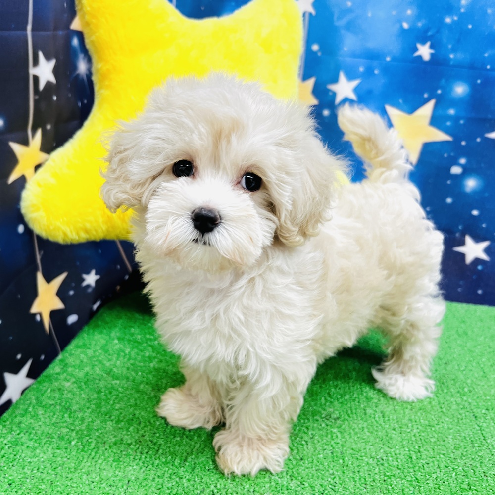 愛知県のマルプー(マルチーズ×プードル) (犬の家＆猫の里名古屋天白店/2025年7月5日生まれ/女の子/クリーム)の子犬の1枚目の画像