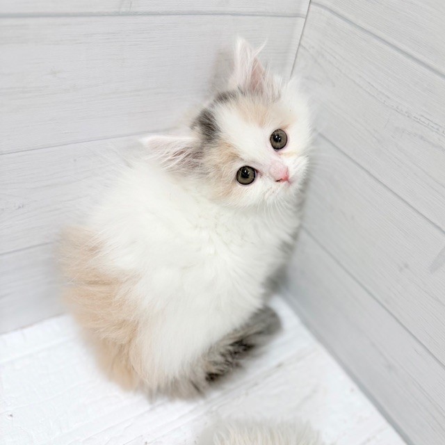 生体画像７