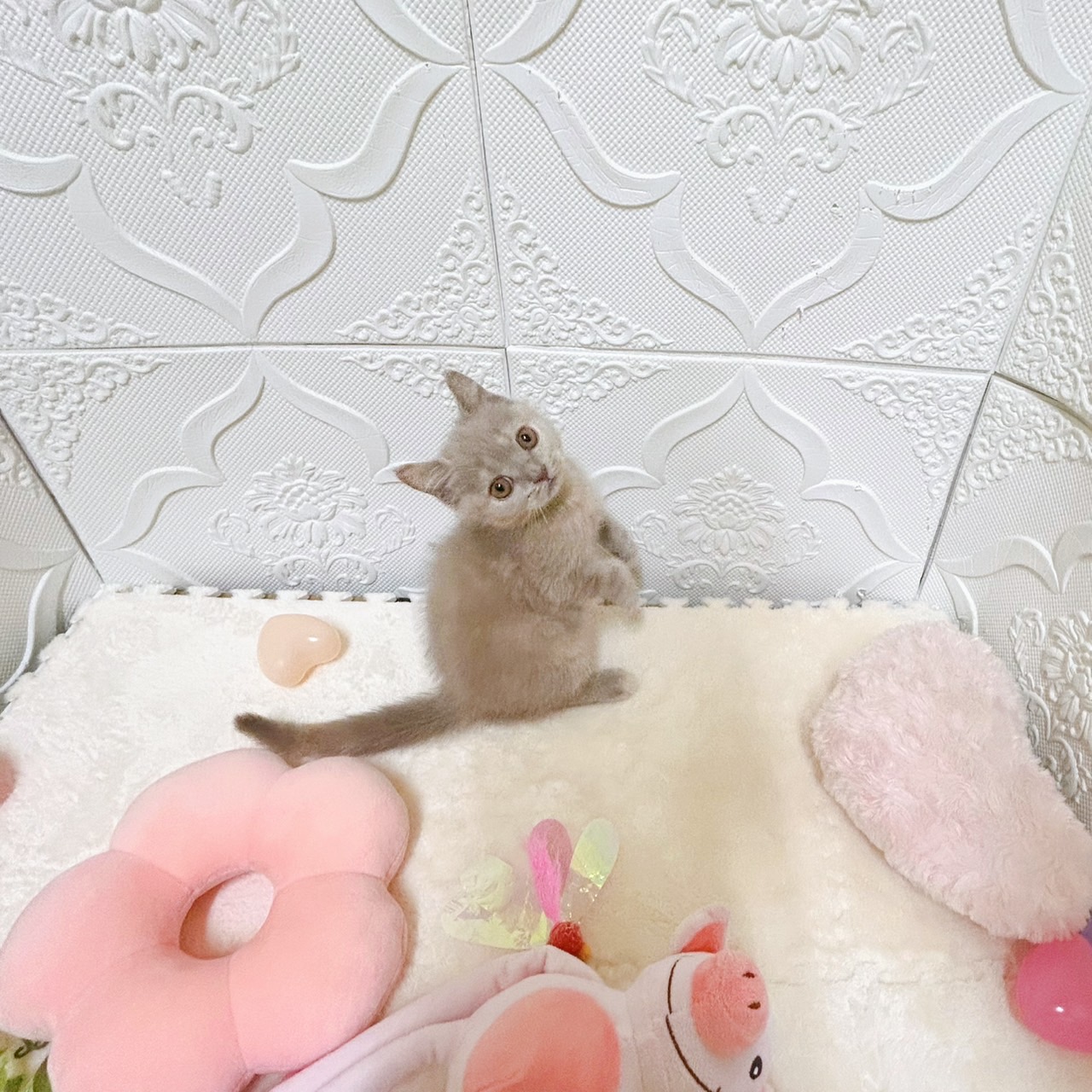 愛知県のブリティッシュショートヘアー (犬の家＆猫の里岡崎店/2026年2月3日生まれ/女の子/ライラッククリーム)の子猫の1枚目の画像