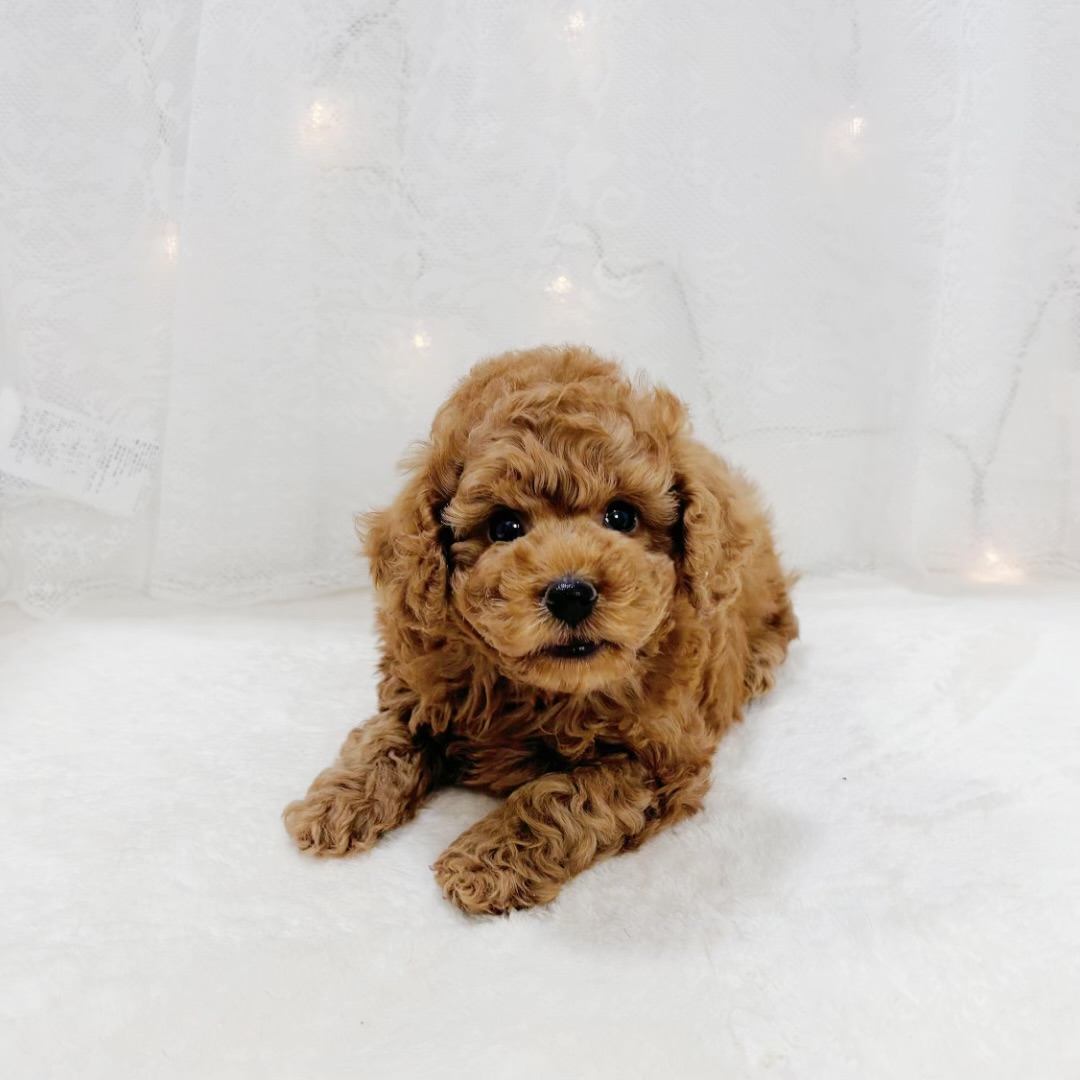 千葉県のトイプードル(トイ) (犬の家＆猫の里BIGHOPガーデンモール印西店/2026年2月8日生まれ/男の子/レッド)の子犬の1枚目の画像