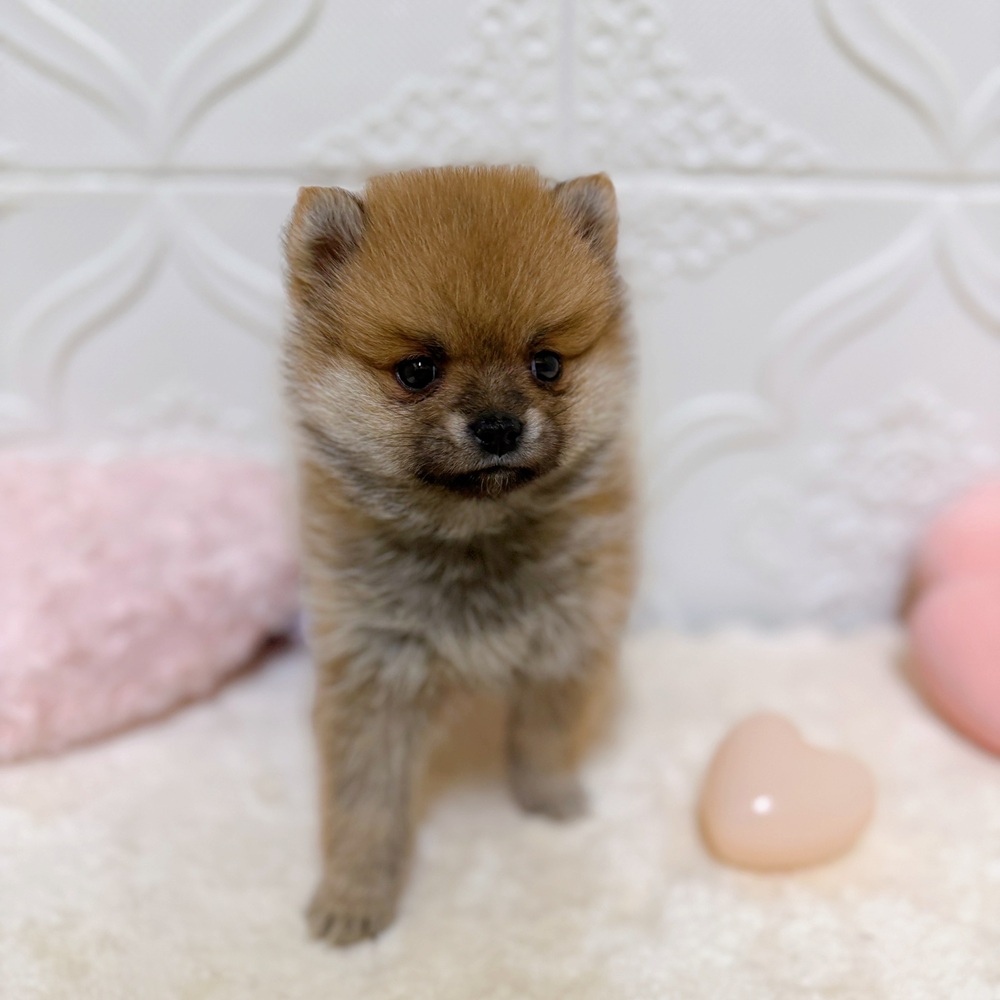 愛知県のポメ柴/豆ポメ/ポメ豆柴(ポメラニアン×柴犬) (犬の家＆猫の里岡崎店/2026年2月4日生まれ/女の子/赤)の子犬の1枚目の画像