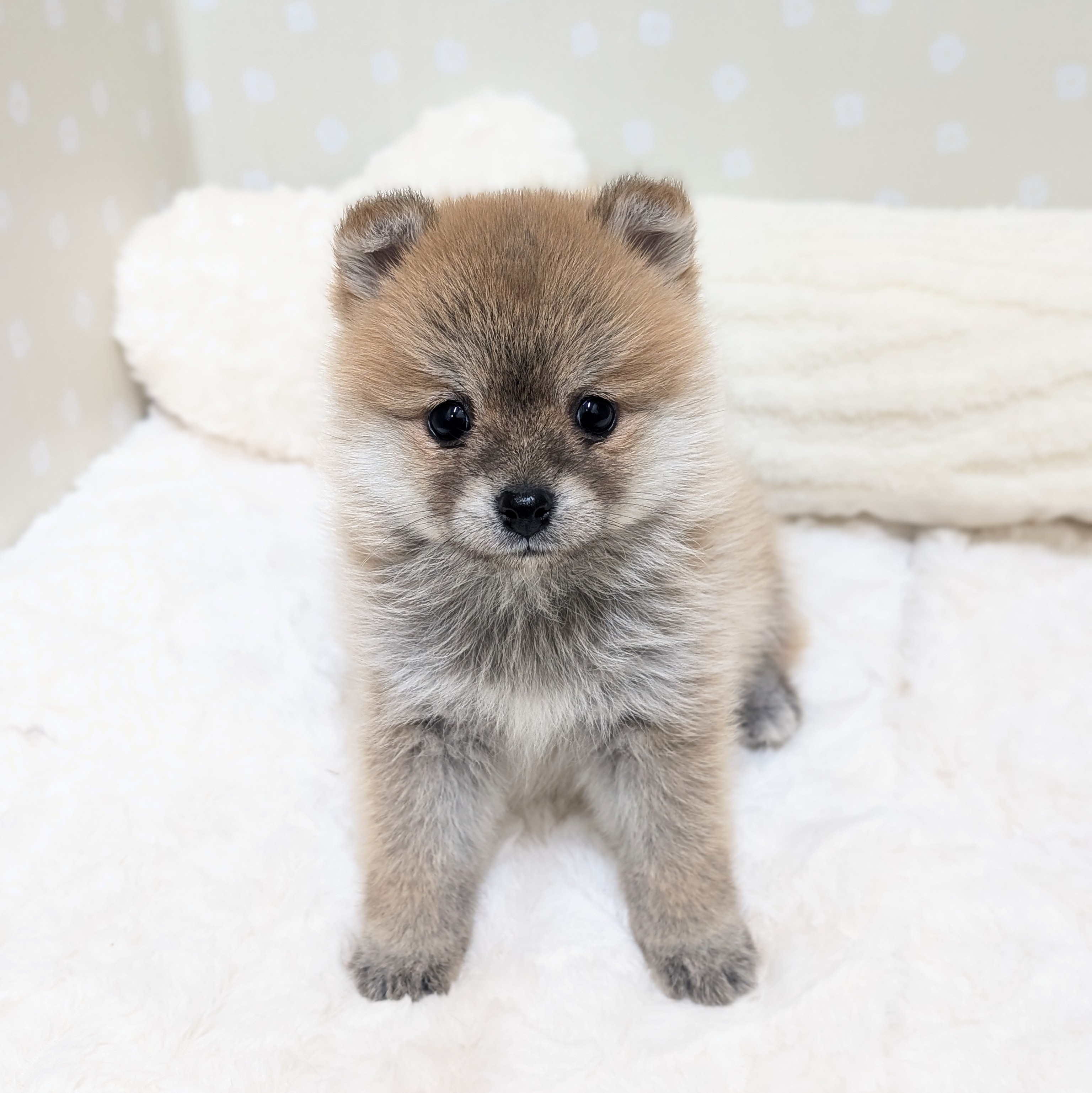 愛知県のポメ柴/豆ポメ/ポメ豆柴(ポメラニアン×柴犬) (犬の家＆猫の里安城店/2026年2月10日生まれ/女の子/赤)の子犬の1枚目の画像