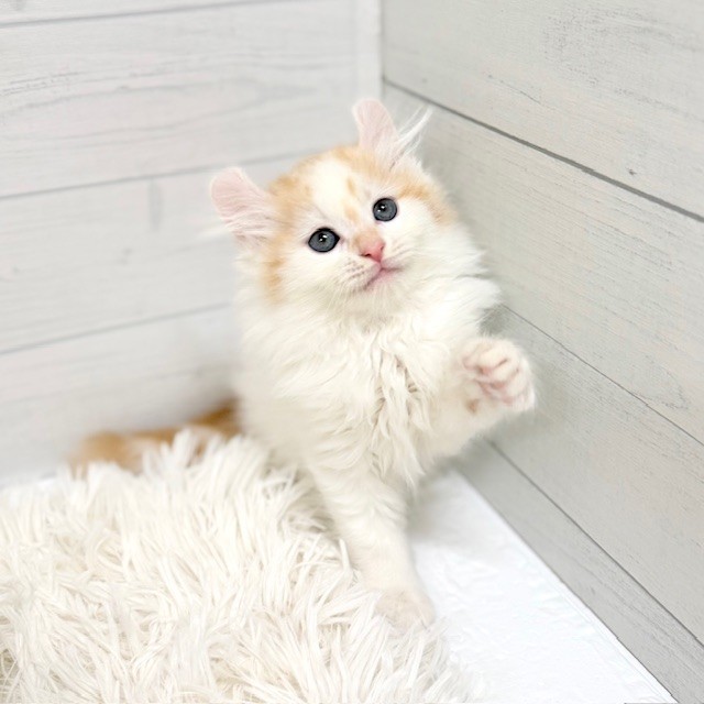 生体画像７