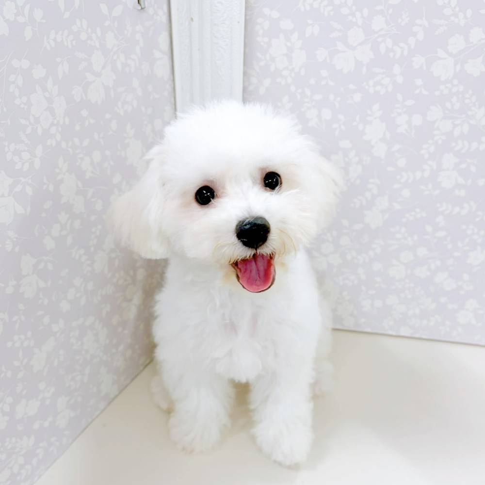 富山県のビションフリーゼ (犬の家＆猫の里アミーゴ高岡蓮花寺店/2026年2月15日生まれ/女の子/ホワイト)の子犬の1枚目の画像