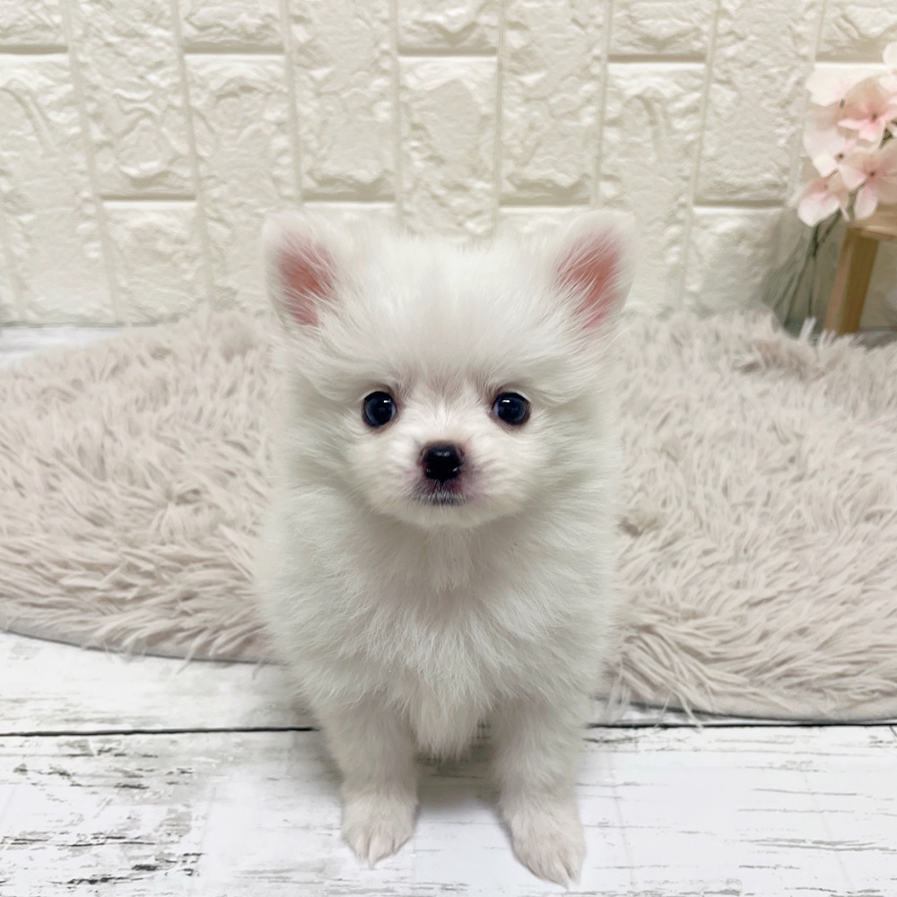 ハーフ犬男の子の写真