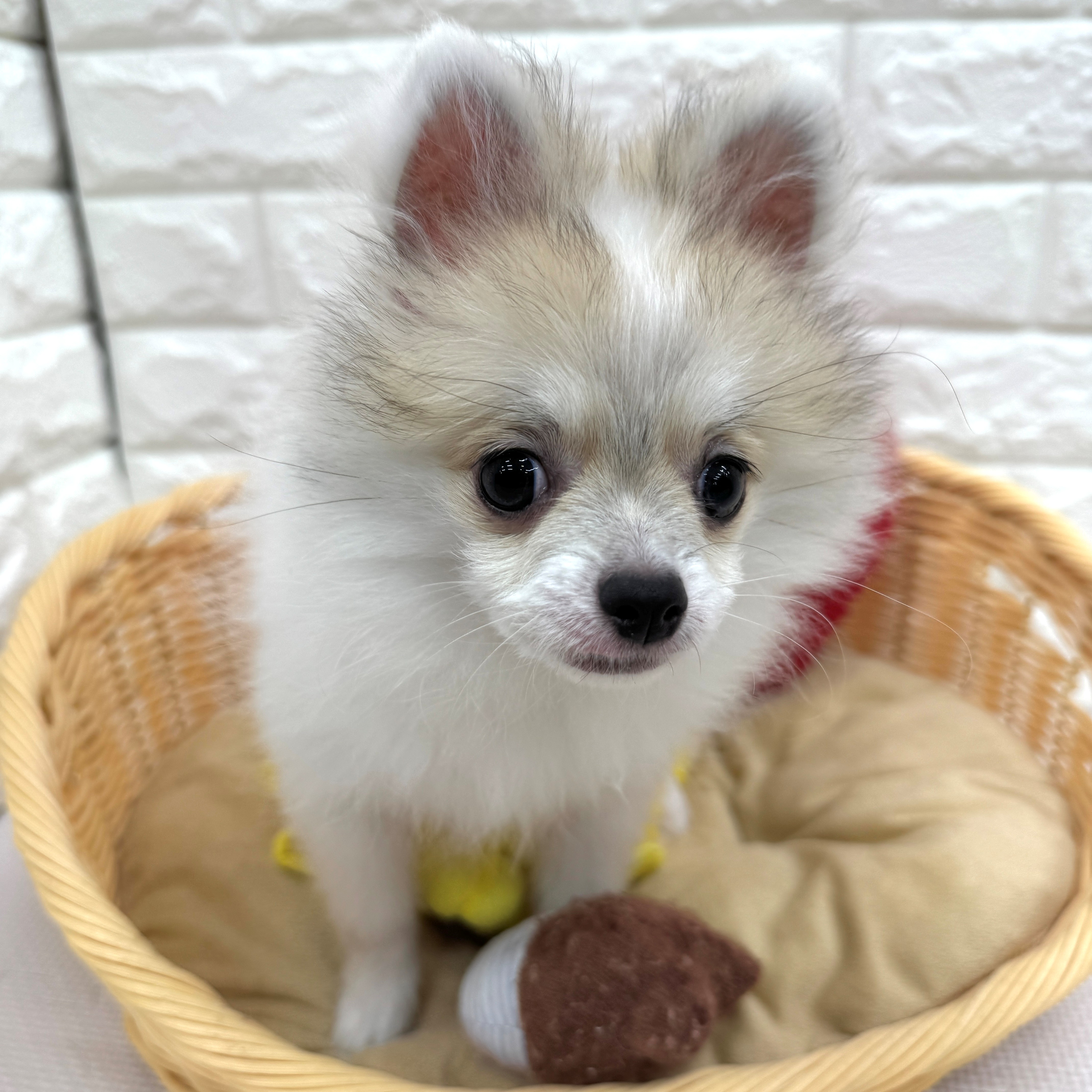 愛知県のポメチワ/チワポメ/ポメチー(ポメラニアン×チワワ) (犬の家＆猫の里MEGAドン・キホーテ東海名和店/2026年2月10日生まれ/女の子/パーティーカラー)の子犬