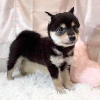 兵庫県の豆柴 (犬の家＆猫の里カナート西神戸店/2026年2月17日生まれ/男の子/黒)の子犬の1枚目の画像