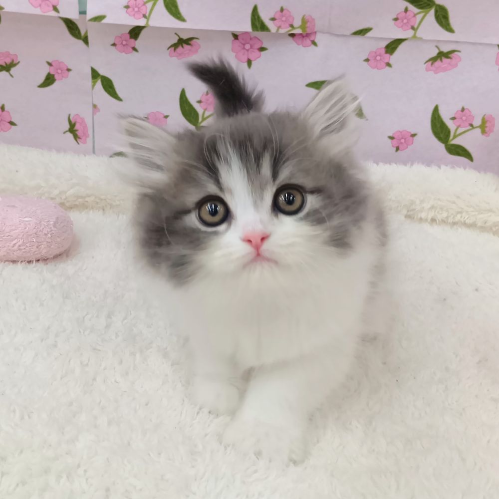 愛知県のサイベリアン (犬の家＆猫の里エアポートウォーク店/2026年2月20日生まれ/女の子/ブルータビーホワイト)の子猫の1枚目の画像