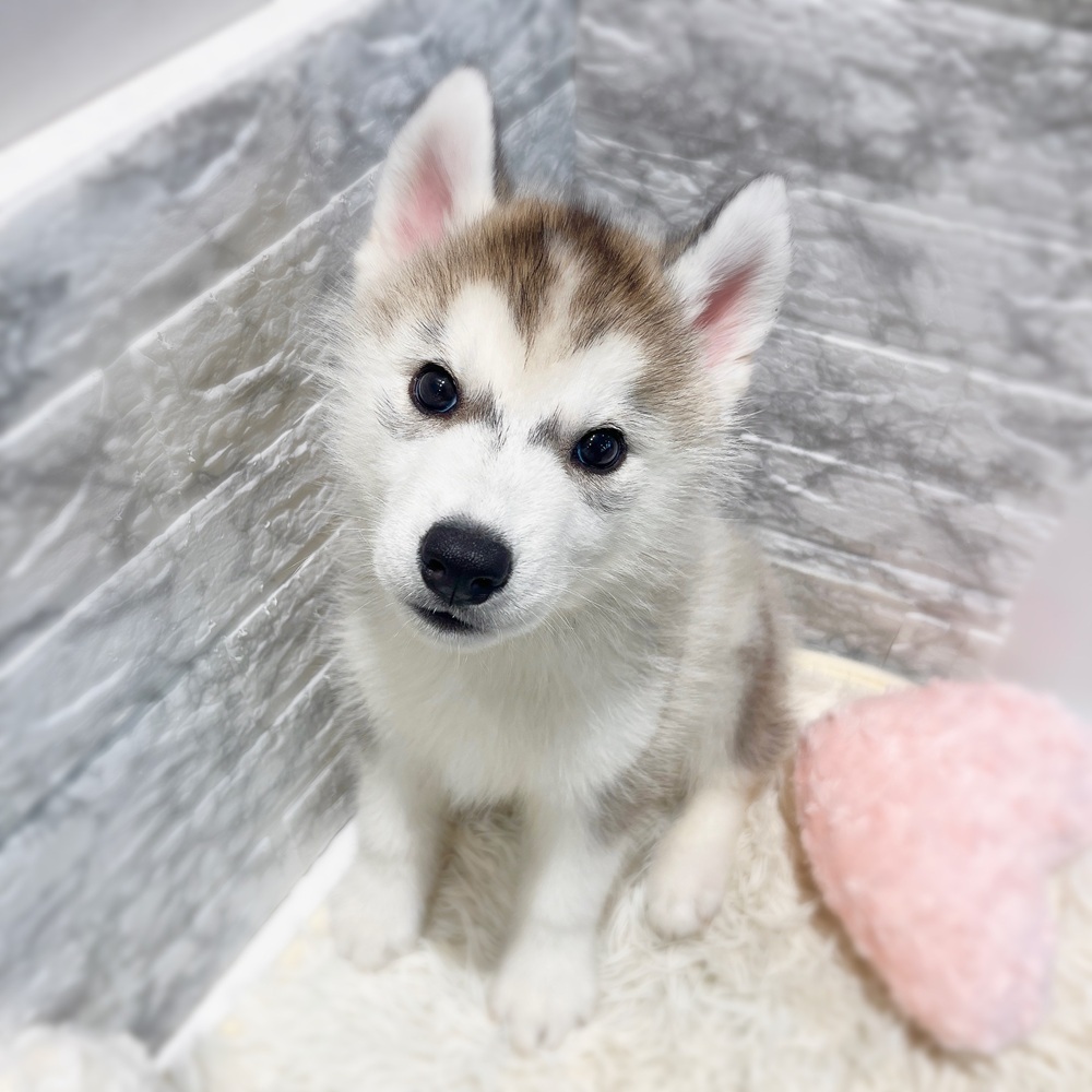 愛知県のシベリアンハスキー (犬の家＆猫の里MiO香久山店/2026年2月18日生まれ/男の子/シルバーホワイト)の子犬の1枚目の画像