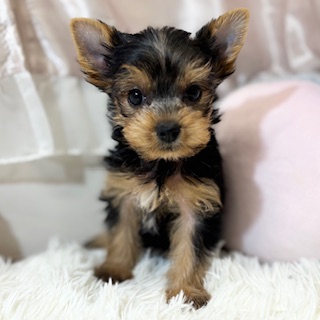 兵庫県のヨークシャーテリア (犬の家＆猫の里カナート西神戸店/2026年2月21日生まれ/女の子/スチールブルータン)の子犬の1枚目の画像