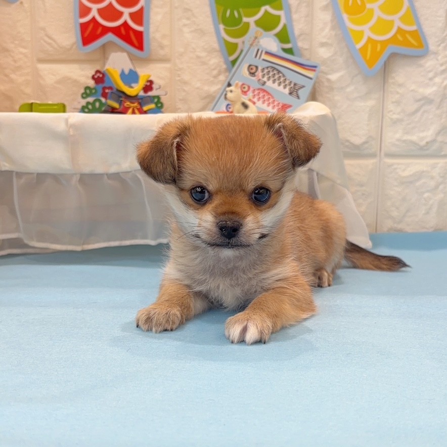 岡山県のハーフ犬・ミックス犬 (犬の家＆猫の里倉敷店/2026年2月22日生まれ/男の子/フォーンホワイト)の子犬の1枚目の画像