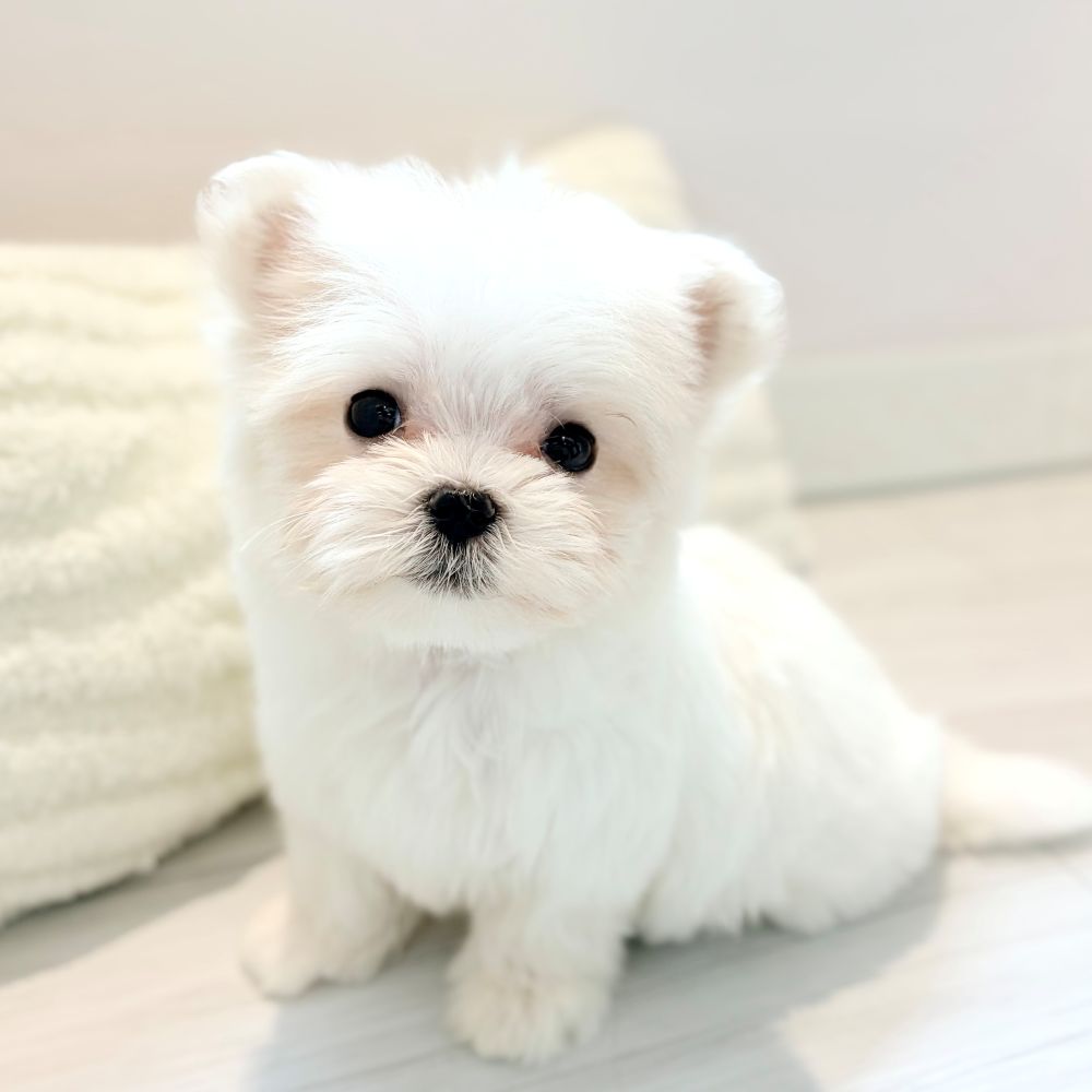 愛知県のマルチーズ (犬の家＆猫の里春日井本店/2026年2月21日生まれ/男の子/ホワイト)の子犬の1枚目の画像