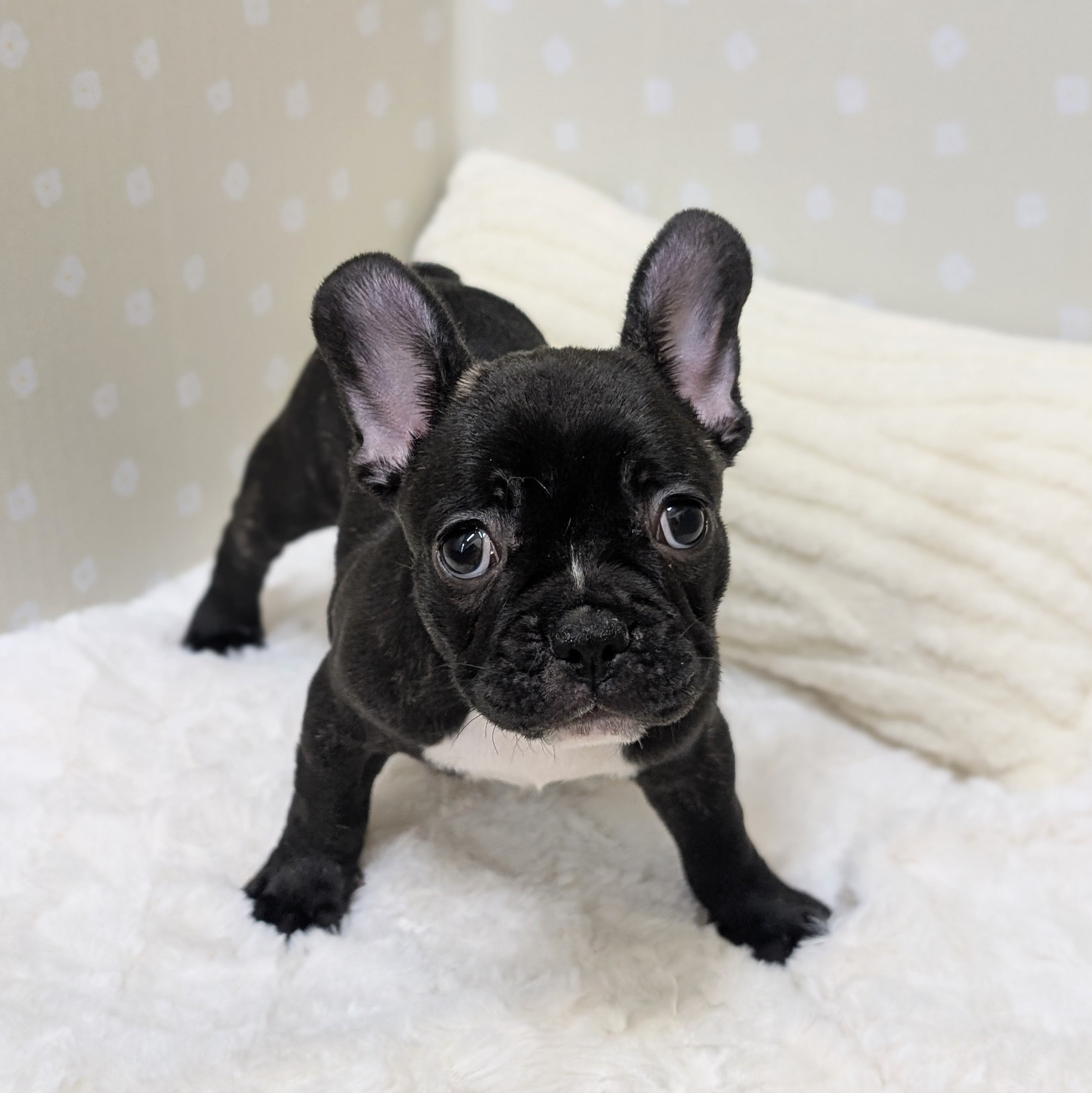 愛知県のフレンチブルドッグ (犬の家＆猫の里安城店/2026年2月22日生まれ/女の子/ブリンドル)の子犬の1枚目の画像
