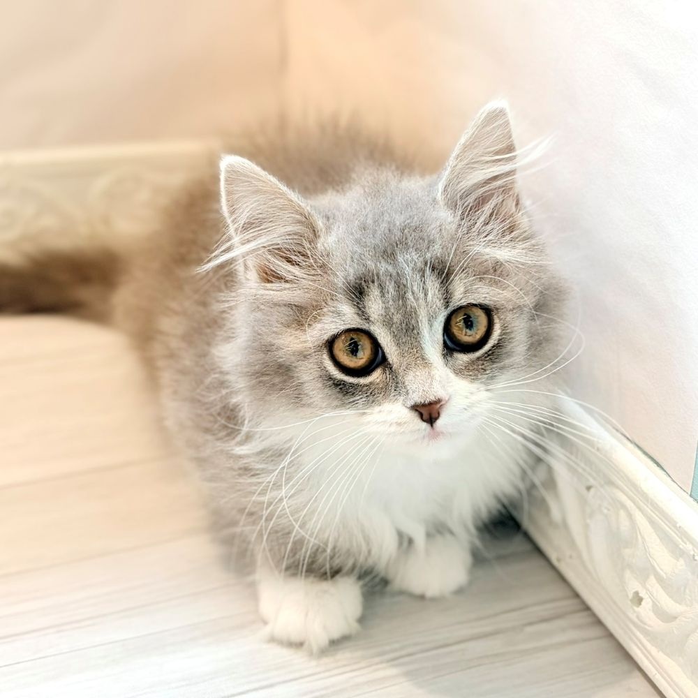 愛知県のマンチカン (犬の家＆猫の里春日井本店/2026年2月3日生まれ/女の子/ブルータビーホワイト)の子猫の1枚目の画像