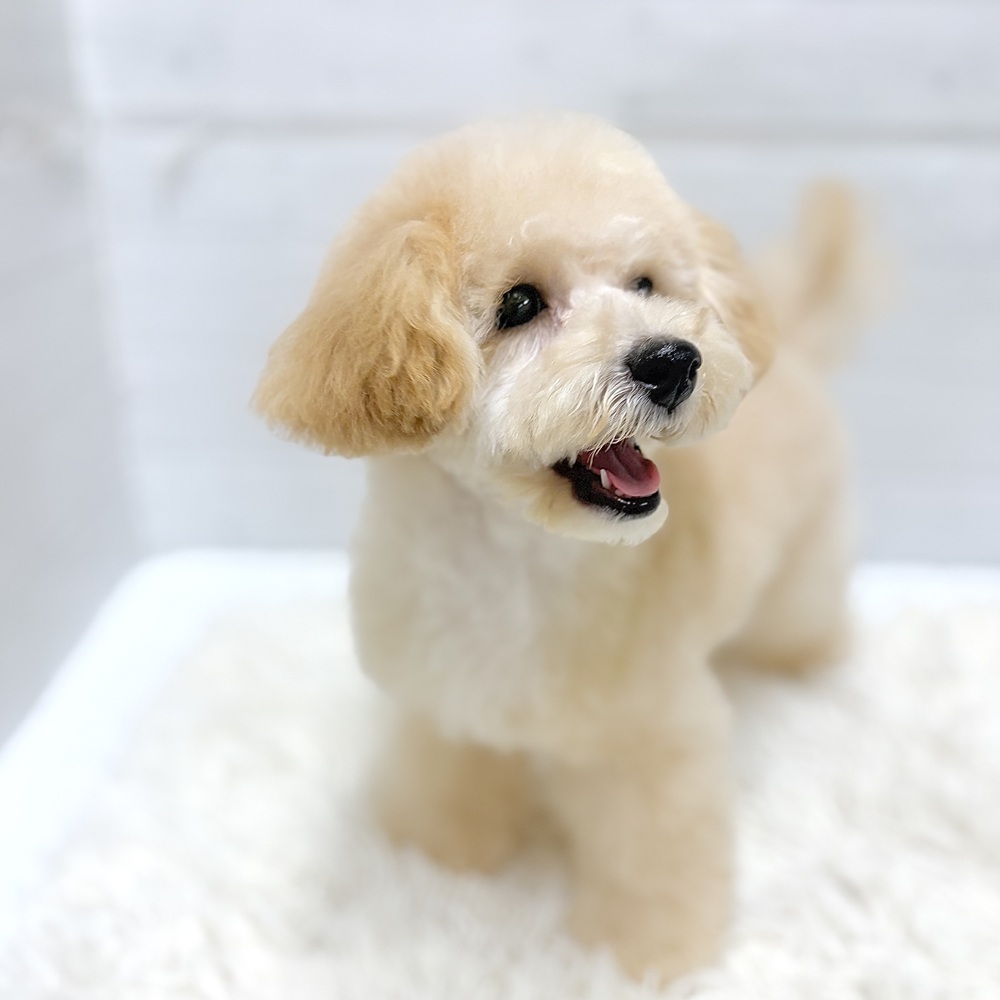 愛知県のトイプードル(トイ) (犬の家＆猫の里豊田店/2026年2月23日生まれ/女の子/アプリコット)の子犬の1枚目の画像