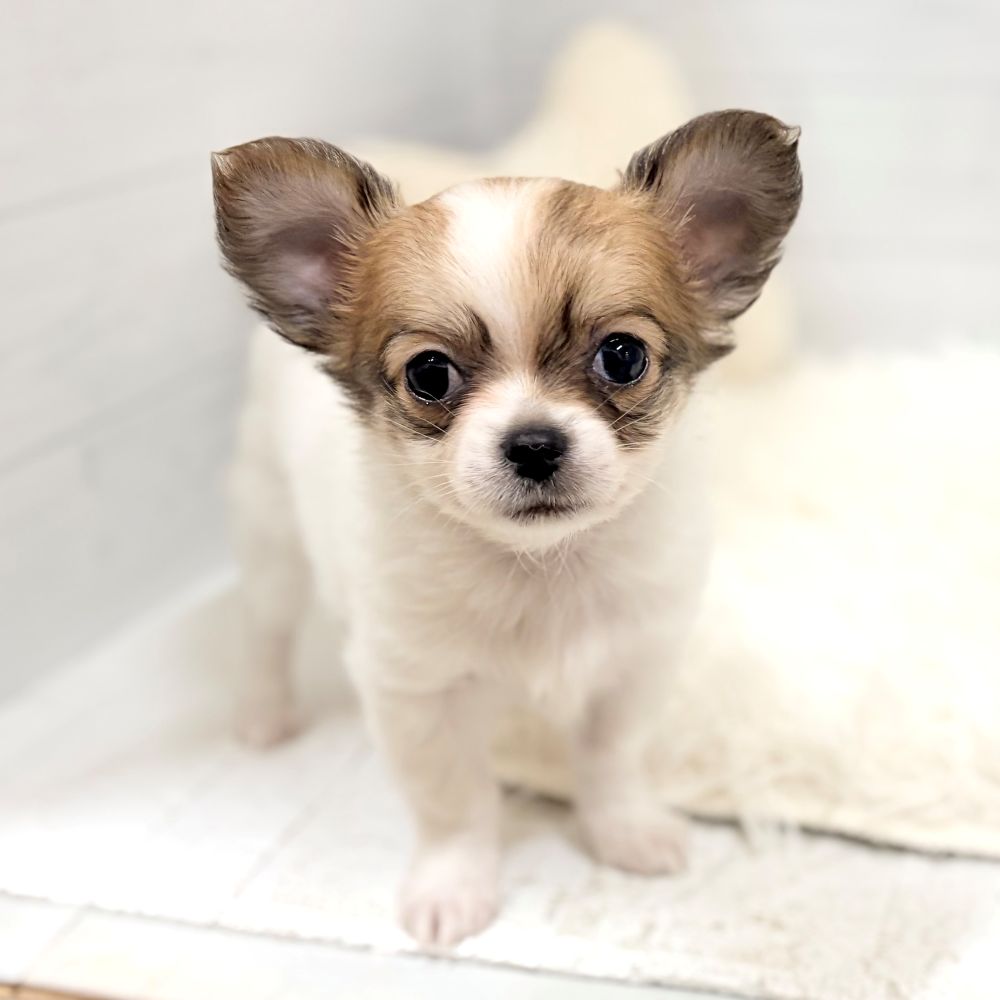 チワワ（ロング）男の子の写真