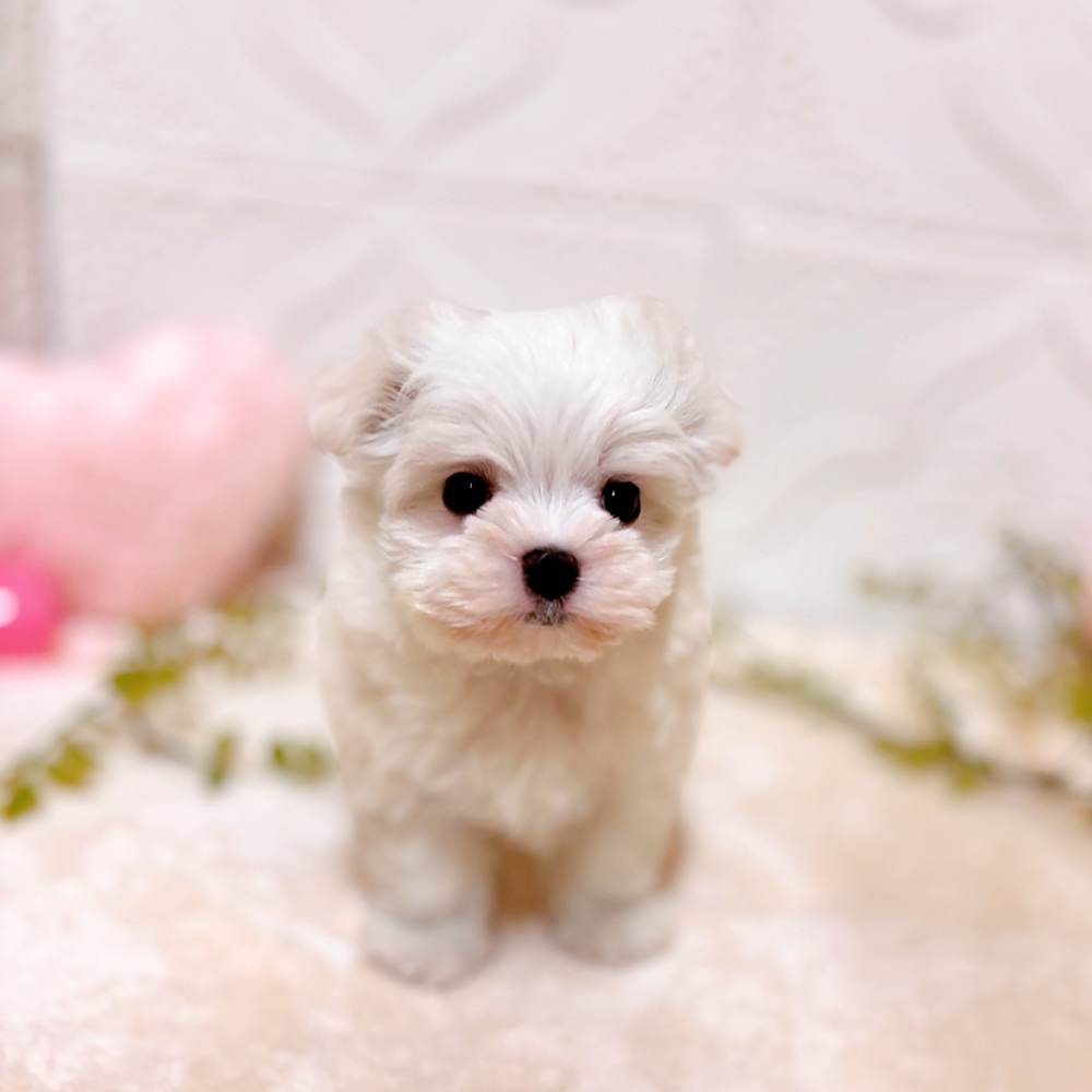 愛知県のマルチーズ (犬の家＆猫の里岡崎店/2026年2月22日生まれ/女の子/ホワイト)の子犬の1枚目の画像