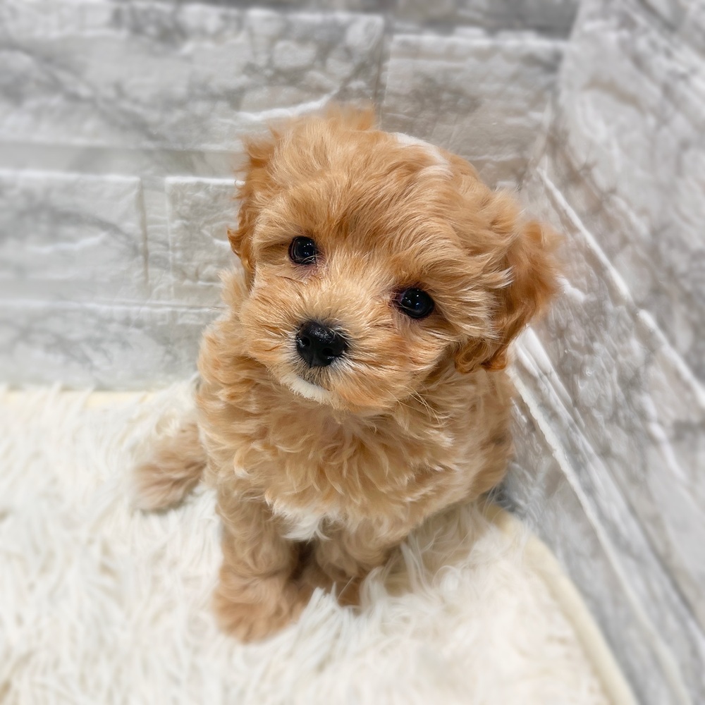 ハーフ犬男の子の写真