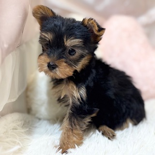 兵庫県のヨークシャーテリア (犬の家＆猫の里カナート西神戸店/2026年2月25日生まれ/女の子/スチールブルータン)の子犬の1枚目の画像