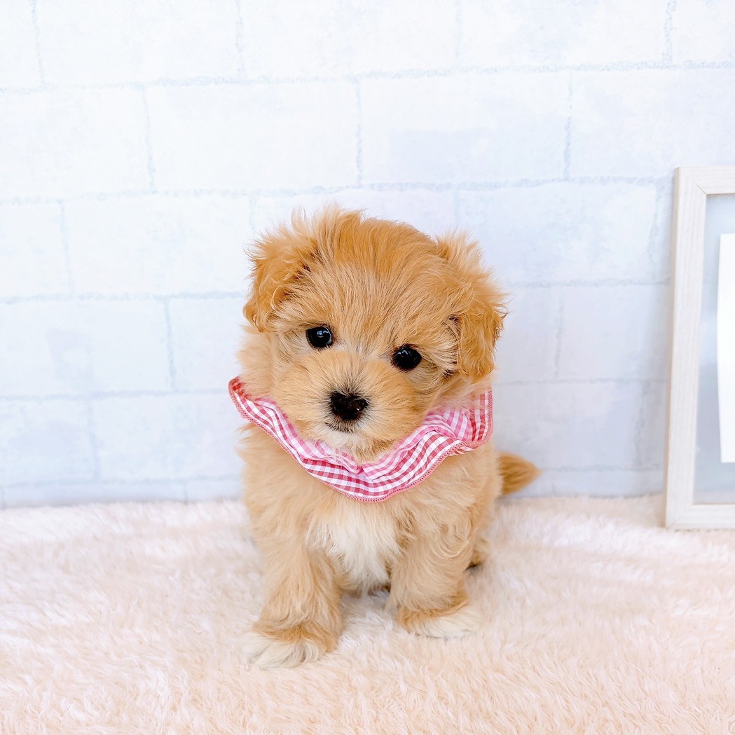 ハーフ犬女の子の写真