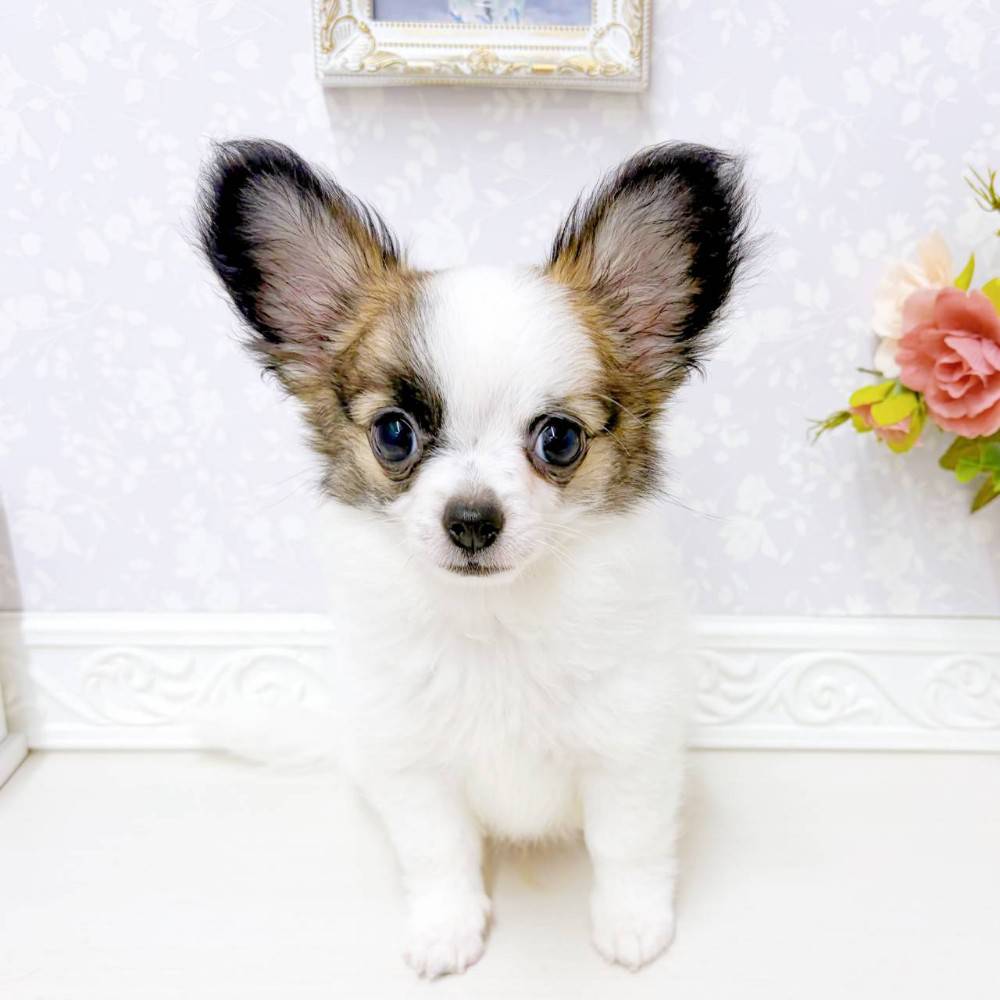 ハーフ犬男の子の写真