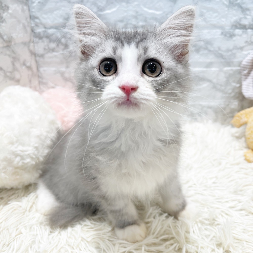 愛知県のサイベリアン (犬の家＆猫の里MiO香久山店/2026年2月28日生まれ/男の子/シルバータビーホワイト)の子猫の1枚目の画像