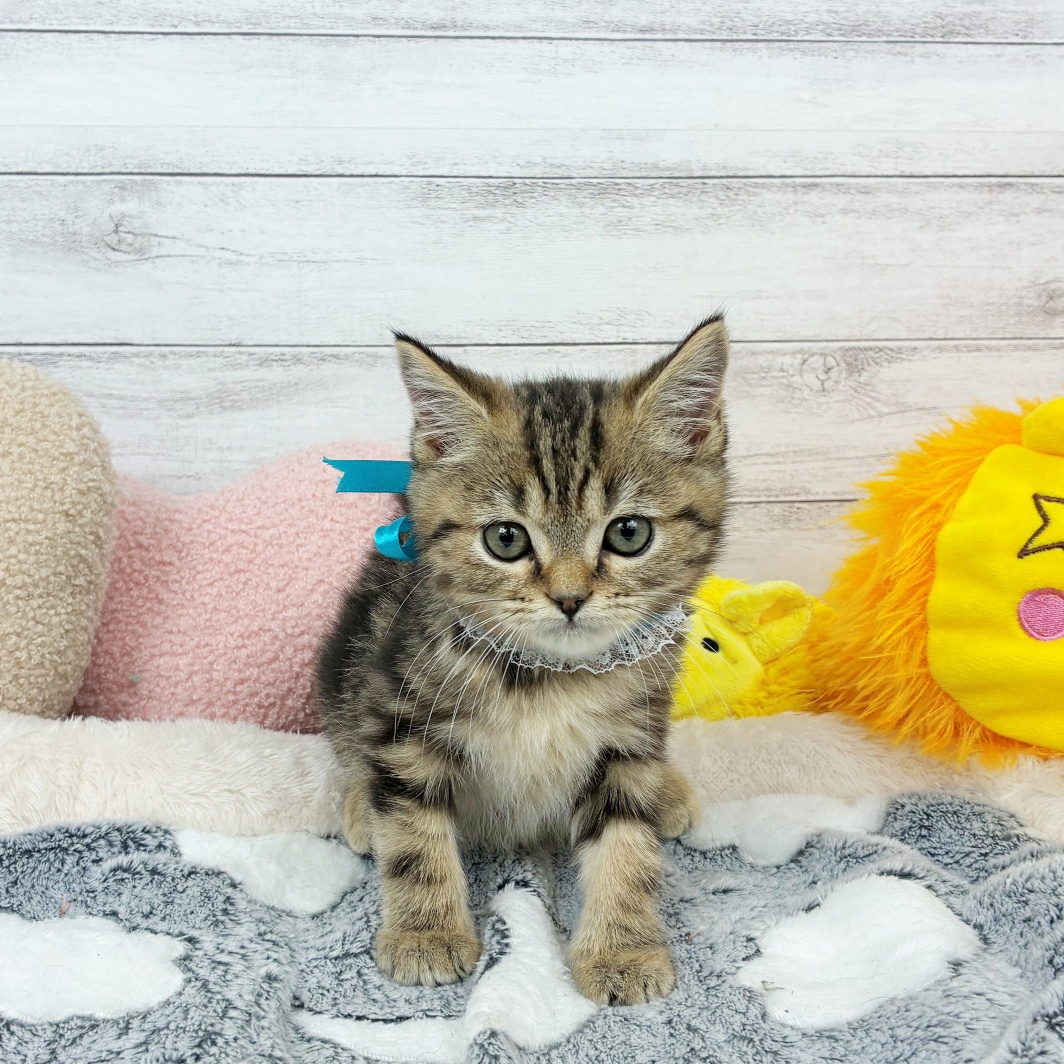 兵庫県のスコティッシュストレート (犬の家＆猫の里川西店/2026年2月12日生まれ/男の子/ブラウンタビー)の子猫の1枚目の画像