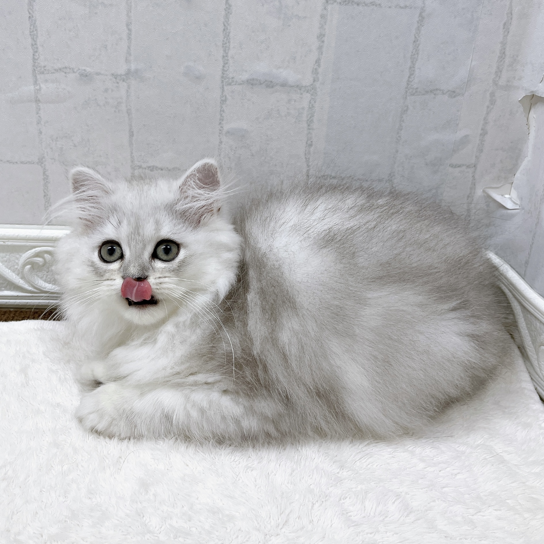 生体画像７