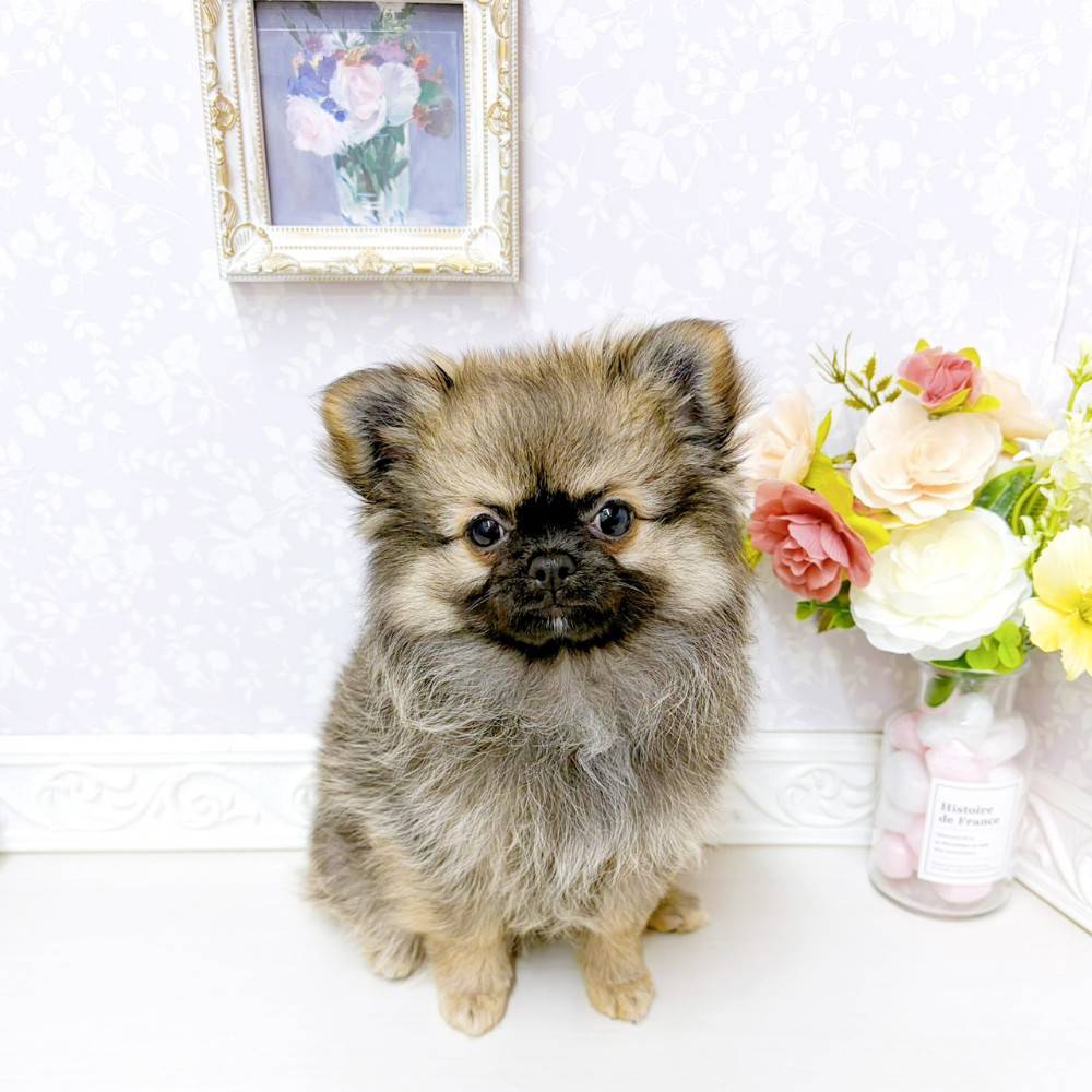 ハーフ犬女の子の写真