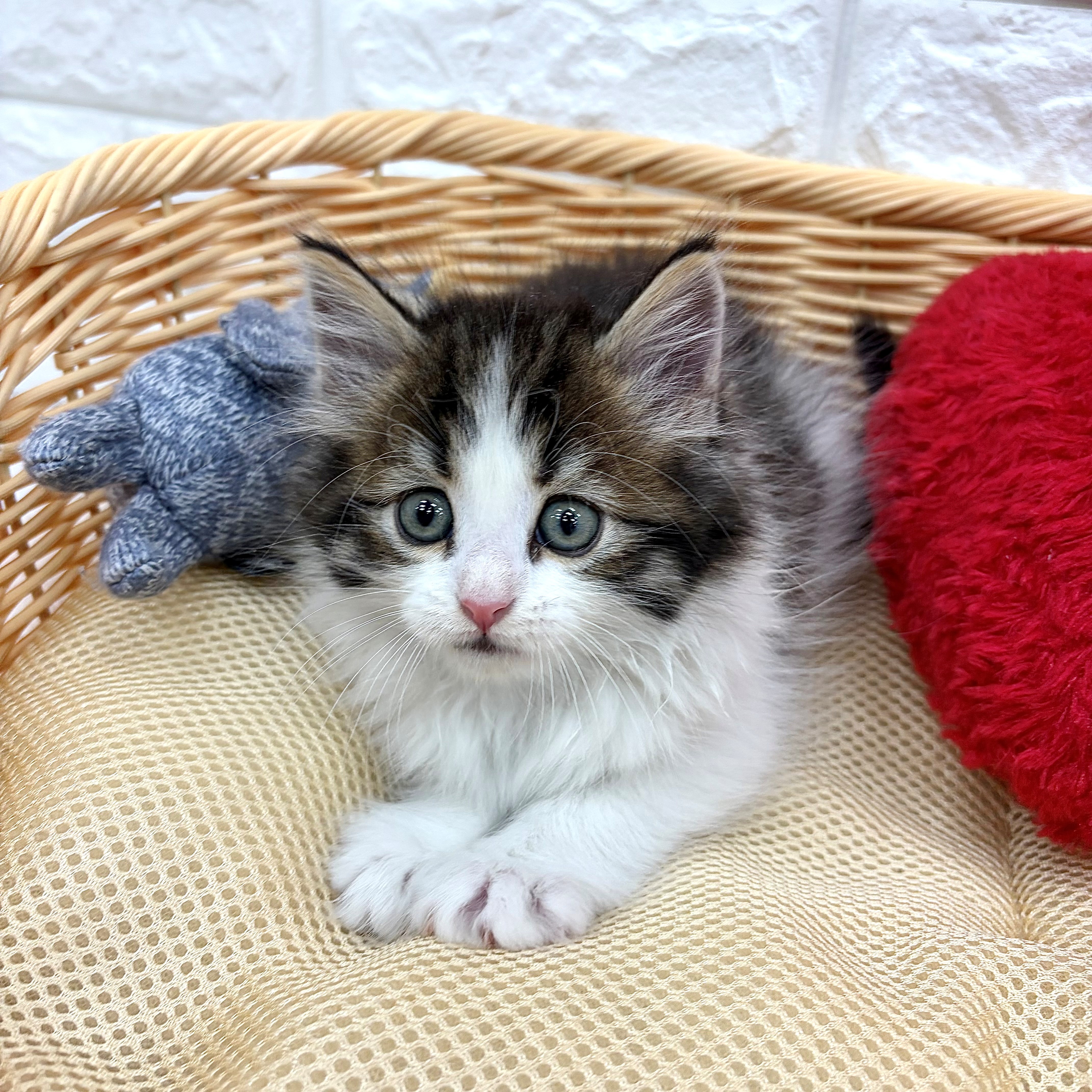 愛知県のノルウェージャンフォレストキャット (犬の家＆猫の里MEGAドン・キホーテ東海名和店/2026年3月8日生まれ/男の子/ブラウンタビーホワイト)の子猫の1枚目の画像